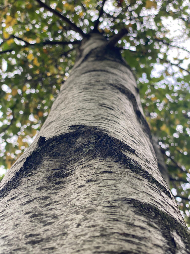 Birch Tree An upwards photograph of a birch tree.